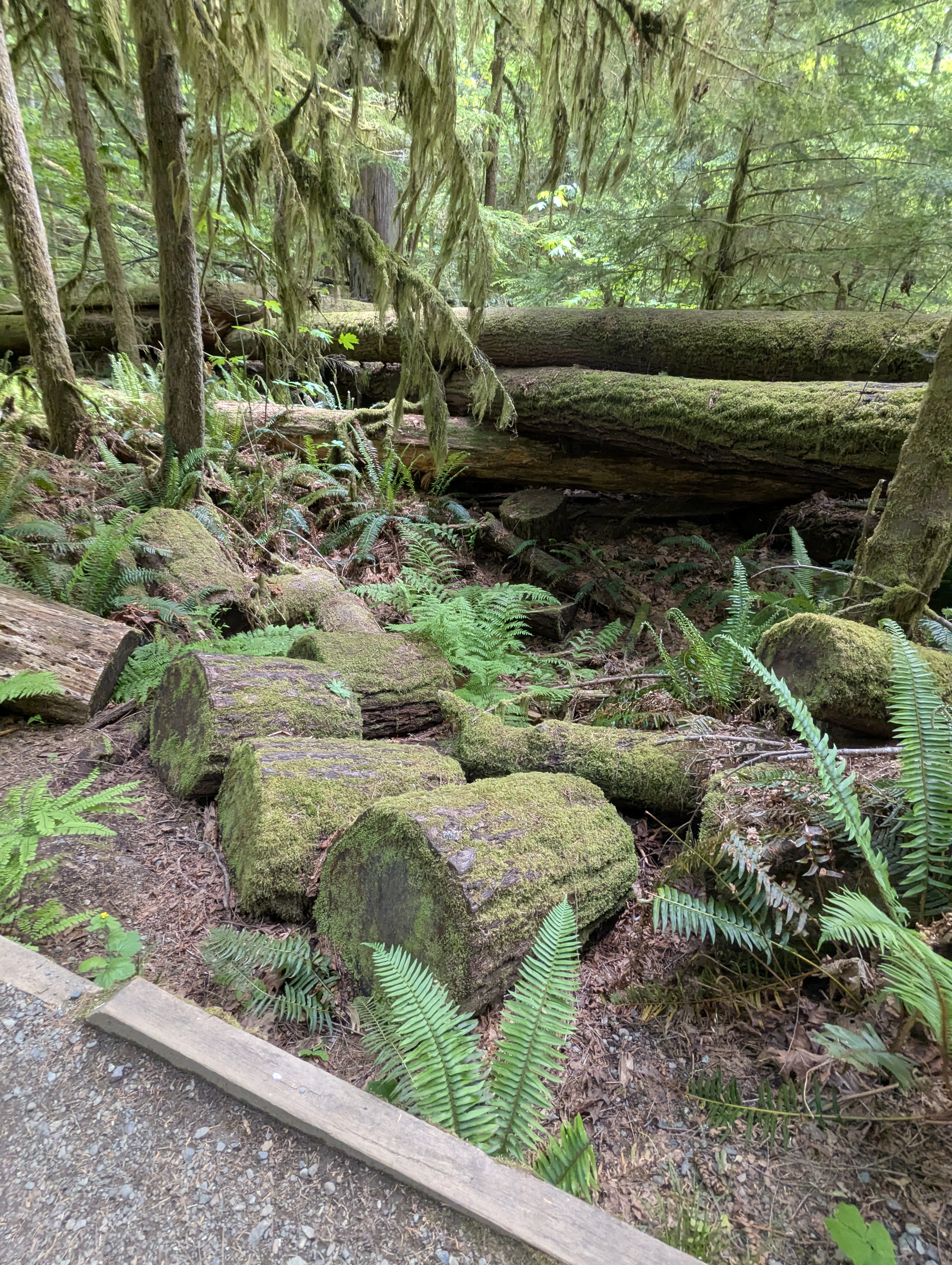 Birthday Trip to Canada, Cathedral Grove, Vancouver Island